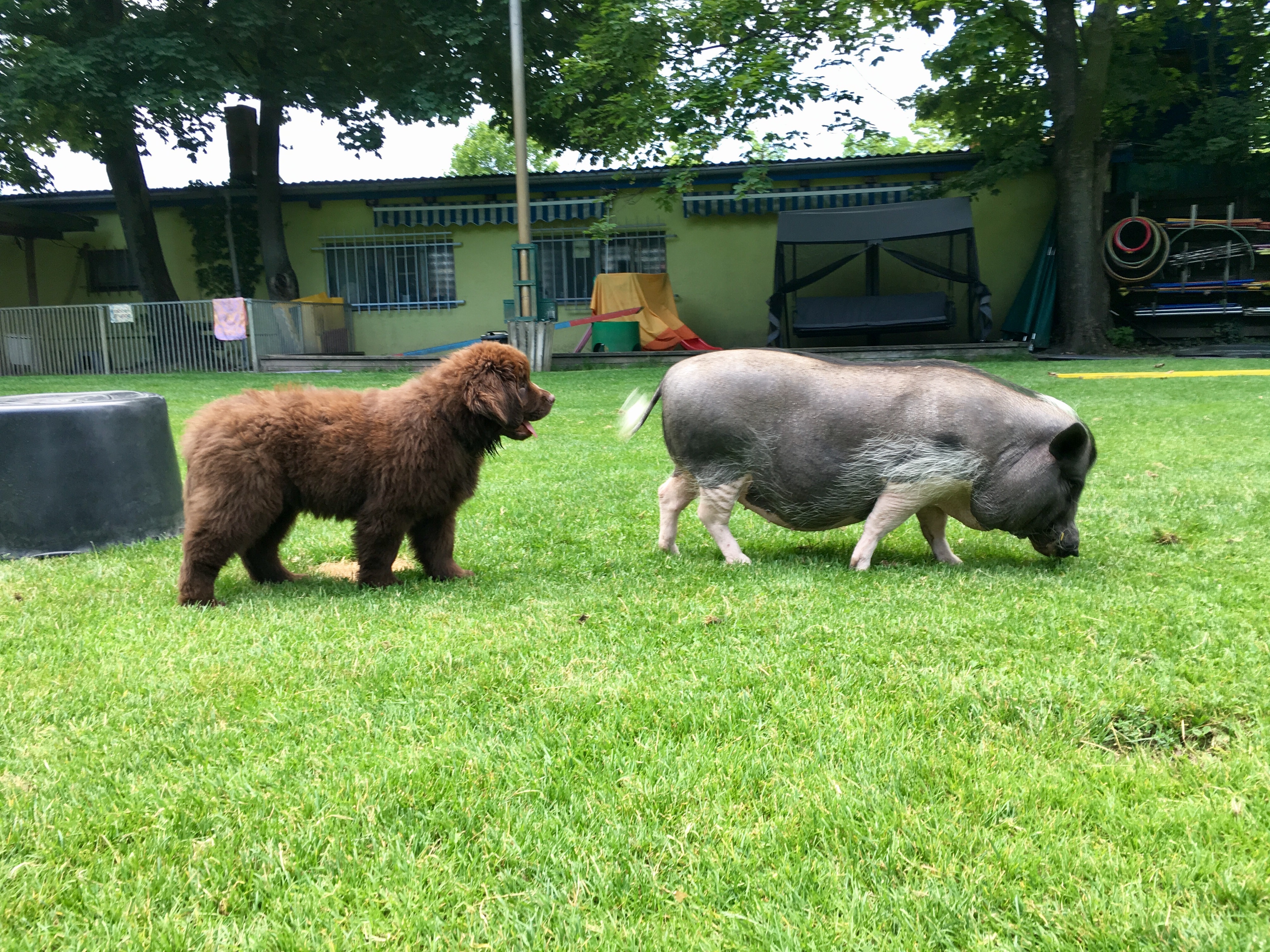 Ein Hund und ein Warzenschwein auf einer Wiese.