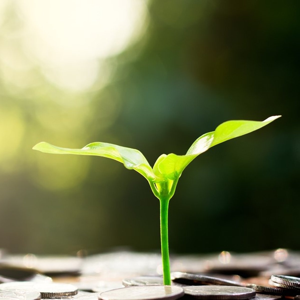 Eine Pflanzen knospe die aus einen Haufen Kleingeld Wächst. (Header Haushalt)