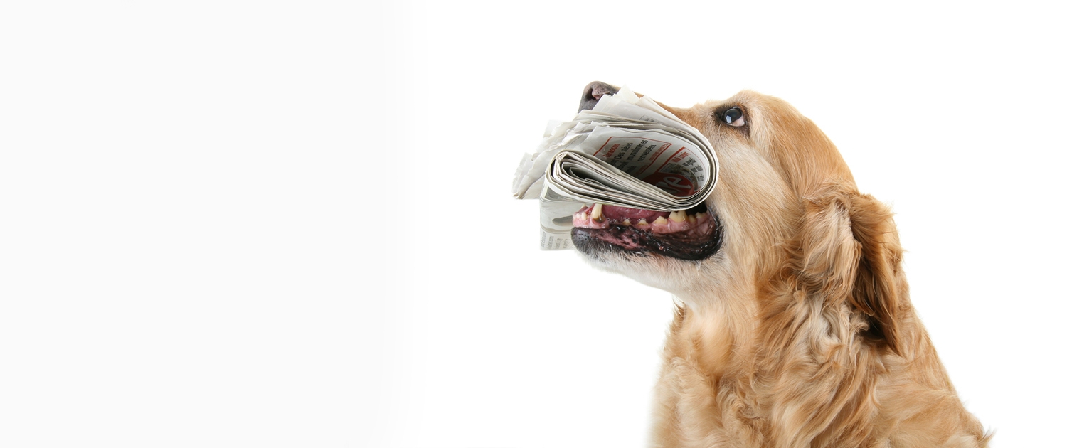 Hund hier Golden Retriever mit Zeitung im Maul