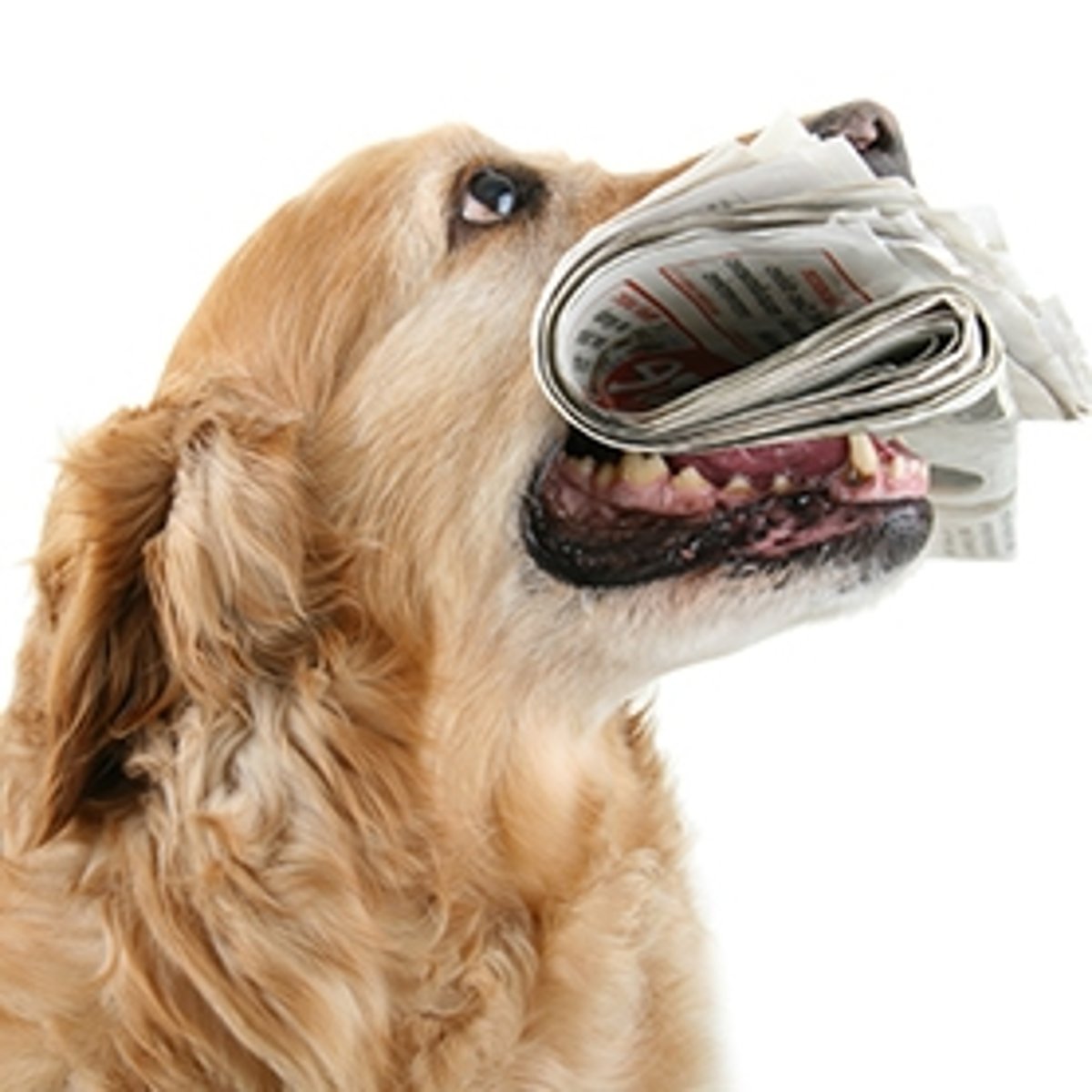 Hund hier Golden Retriever mit Zeitung im Maul